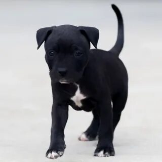 Blue Nose Pitbull Dog Black And White - Degraff Family