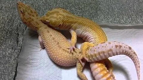 Leopard Gecko mating - YouTube