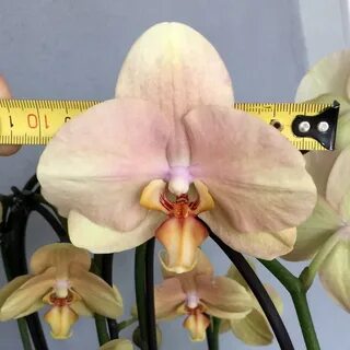 Phalaenopsis Light Gold - Орхидеи, орхидеи уход субстратов, 