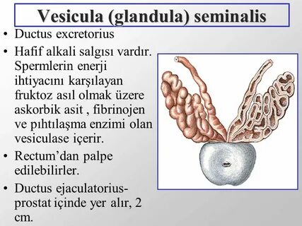 Organa Genitalia Masculina) - ppt video online indir