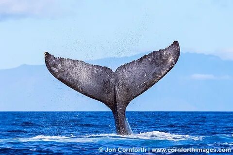 Lanai Humpback Whale Tail 3 Photo, Picture, Print Cornforth 
