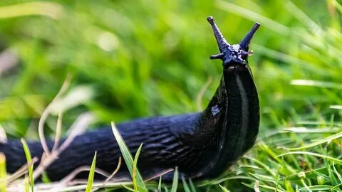 Japanese railway says dead slug responsible for chaos that d