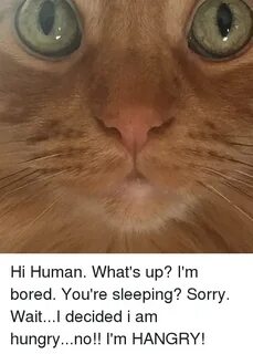 Hi Human What's Up? I'm Bored You're Sleeping? Sorry WaitI D