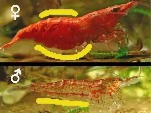 Shrimp Gender. Female and Male Difference. - Shrimp and Snai
