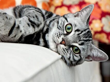 Silver Classic Tabby, American Shorthair American bobtail ca