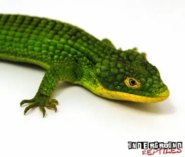 Mexican Alligator Lizards For Sale - Underground Reptiles Li