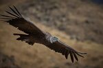 File:Andean Condor in flight.jpg - Wikimedia Commons
