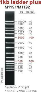 Source 1 КБ ДНК лестница плюс, маркер, OEM on m.alibaba.com