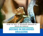 Opinion bearded dragon sexing commit error - naox-cap.com