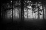 Creepy Forest Wallpapers - 4k, HD Creepy Forest Backgrounds 