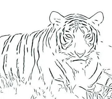 Big Cat Coloring Pages at GetDrawings Free download