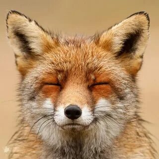 fox face - Ecosia Renard, Images de renard, Animales
