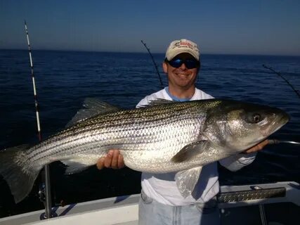 Striped Bass Wallpaper posted by Michelle Walker