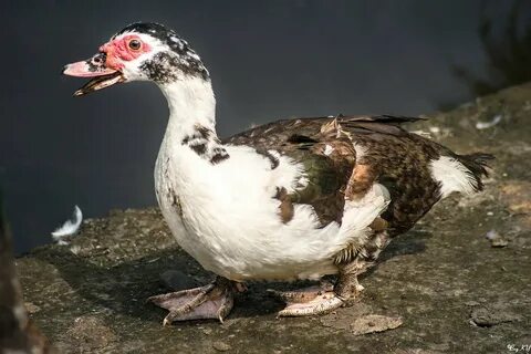 Muscovy duck - 67 photo