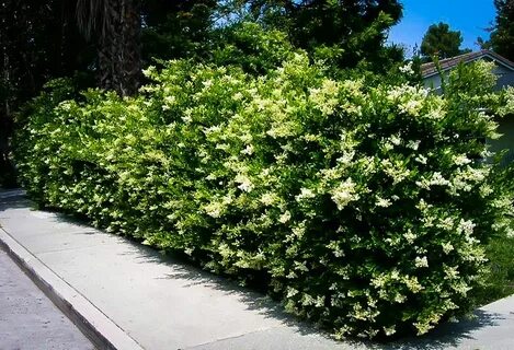 Wavy Leaf Privet Ligustrum in 2022 Evergreen shrubs, Fast gr