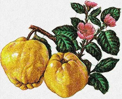 Quince photo stitch free embroidery design - Photo stitch em