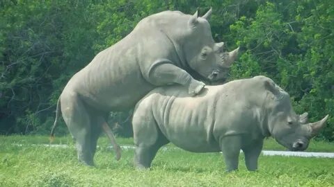 Rhinos Mating - LIKE the video. - YouTube