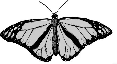 Monarch Butterfly Animal Free Black White Clipart Images - C