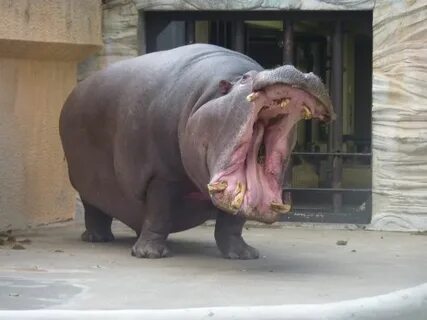don't mess with this one Hippo, Ueno zoo, Hippopotamus