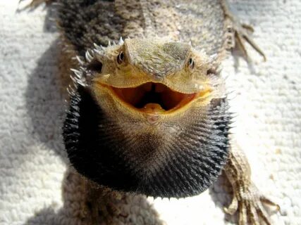 File:Bearded Dragon showing beard.jpg - Wikipedia