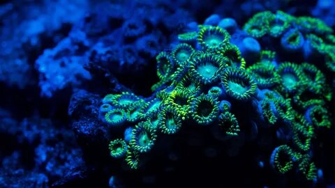 Coral Wallpapers - Wallpaper Cave