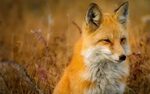Download wallpaper with animals Foxes with tags: Wildlife, F