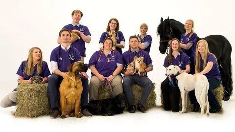 Watch Young Vets episodes online TV Time