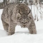Canada Lynx #lynx Канадская рысь, Животные и Фотографии живо