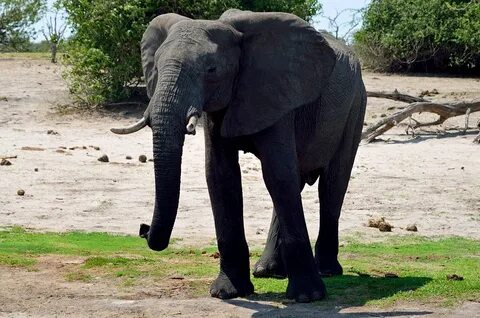 Сафари в парке Чобе, Ботсвана. Слоны