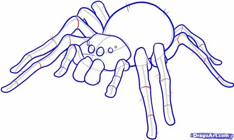 Easy Spider Spider drawing, Drawings, Guided drawing