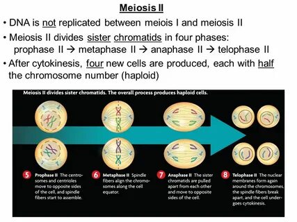 Bio NOTES: Chromosomes and Meiosis - ppt video online downlo