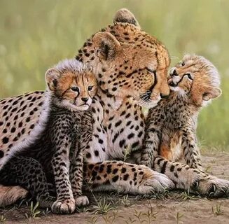 Sweet Cheetah Family : hardcoreaww African animals, Baby ani