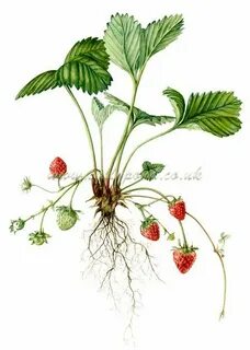 Botanical illustration, Botanical prints, Plant drawing