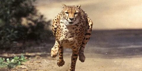 Conservation center in Bonsall to host cheetah fundraiser