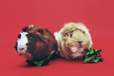 Close up photo of two brown and beige guinea pigs Wallpaper 
