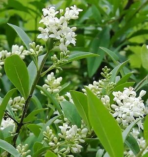 Ligustrum vulgare - Image of an specimen - Plantarium