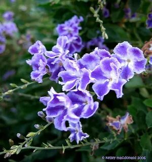 PlantFiles Pictures: Duranta Species, Golden Dew Drop, Pigeo