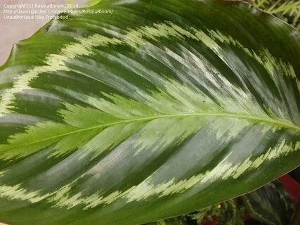 PlantFiles Pictures: Goeppertia, Rose Painted Calathea 'Meda