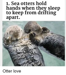 1 Sea Otters Hold Hands When Thev Sleep to Keep From Driftin