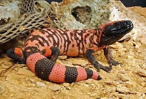 Gila Monster Facts and Pictures