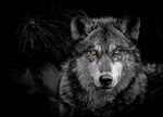 Wolves At Night : Video: Why are we acting like wolves at ni