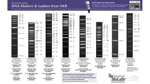 LABVOLUTION Produkt 2019: Elektrophorese Größenmarker (New E