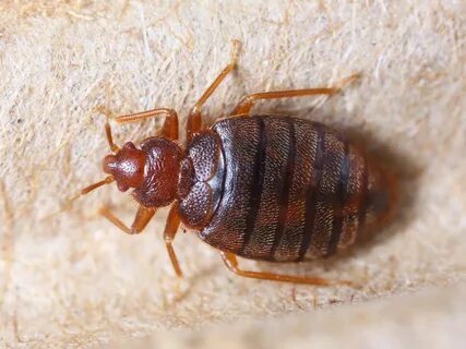 This Is How to Actually Spot a Bed Bug Bed bugs, Rid of bed 