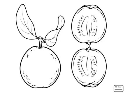 The best free Guava drawing images. Download from 49 free dr