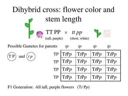 Introduction to Genetics - ppt download