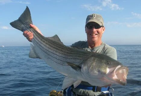 Fishing Charters for Tuna, Shark, Cod and Striped Bass in Ma