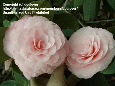 PlantFiles Pictures: Common Camellia, Japanese Camellia 'Pea
