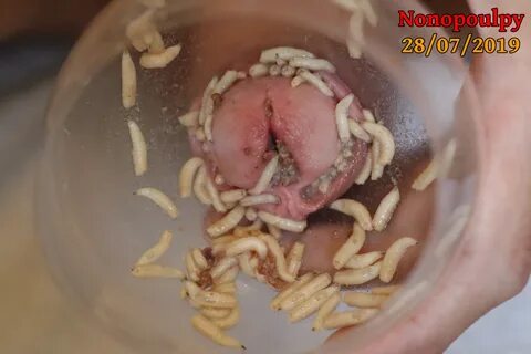 Maggots in foreskin and peehole - BuggyLove MOTHERLESS.COM ™