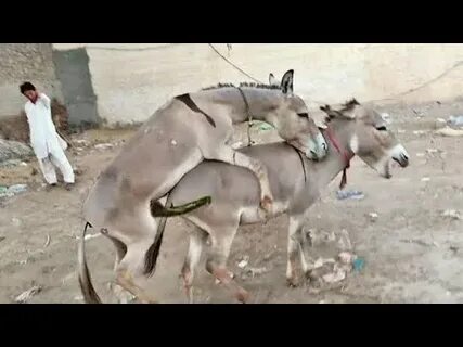 Super murrah donkey meeting first time - YouTube