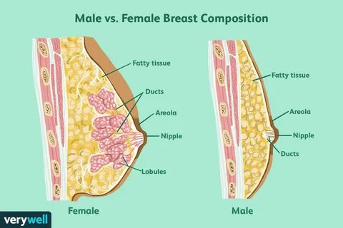 Verywell / Jessica Olah. male v. female breast composition. 